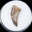 Small Tyrannosaur or Large Raptor Tooth - Judith River #14827-1